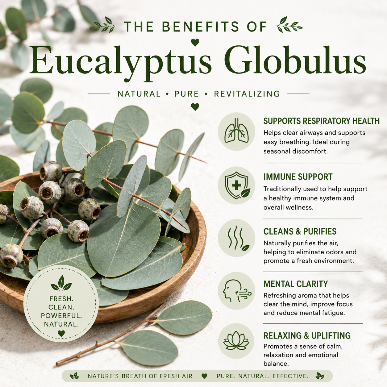 Eucalyptus Globulus Essential Oil