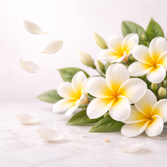 Hawaiian Plumeria - Real Flowers Collection