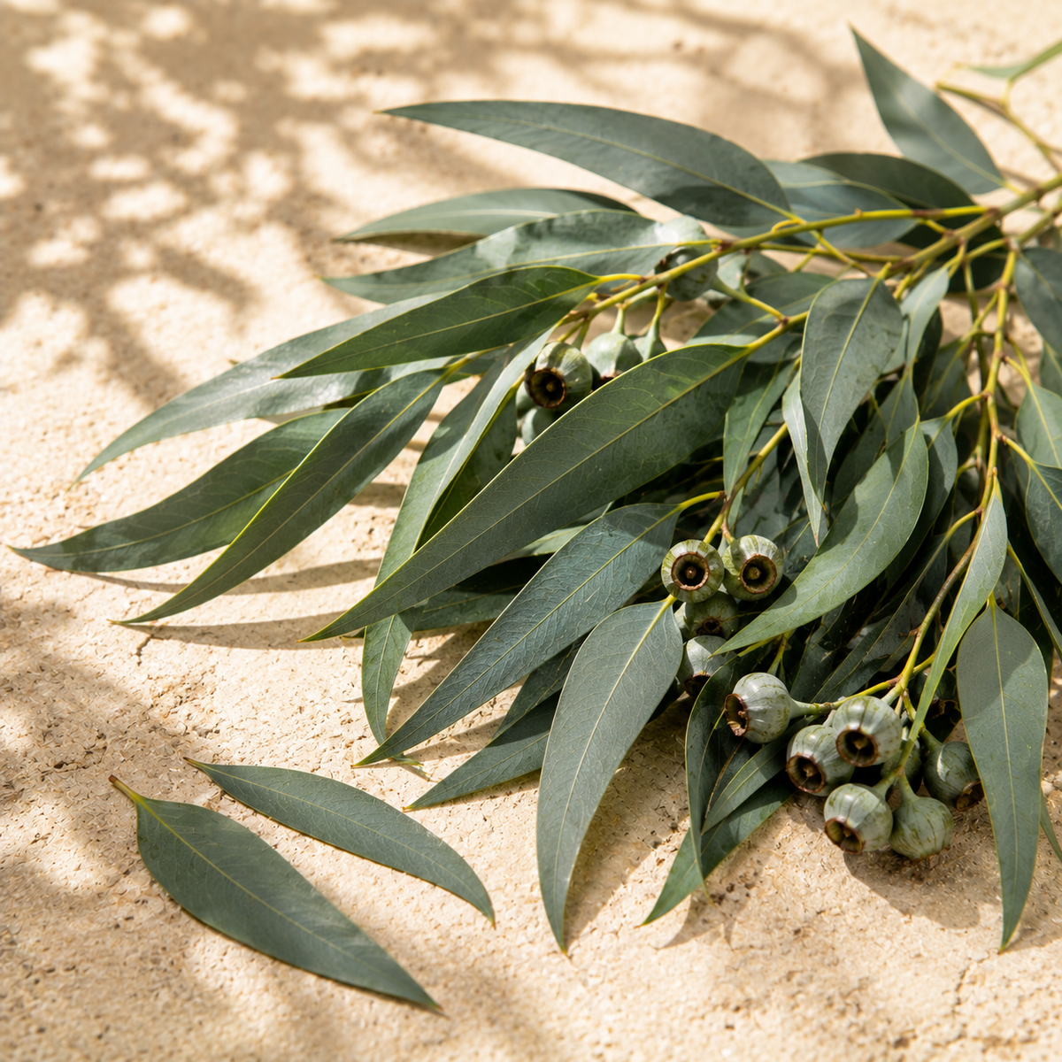 Eucalyptus Globulus Essential Oil