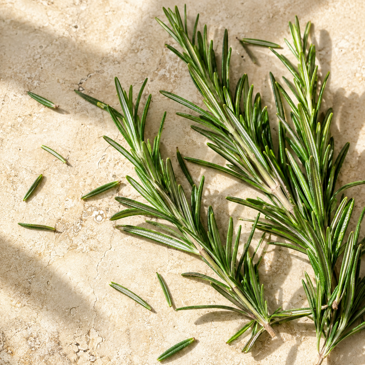 Rosemary Essential Oil