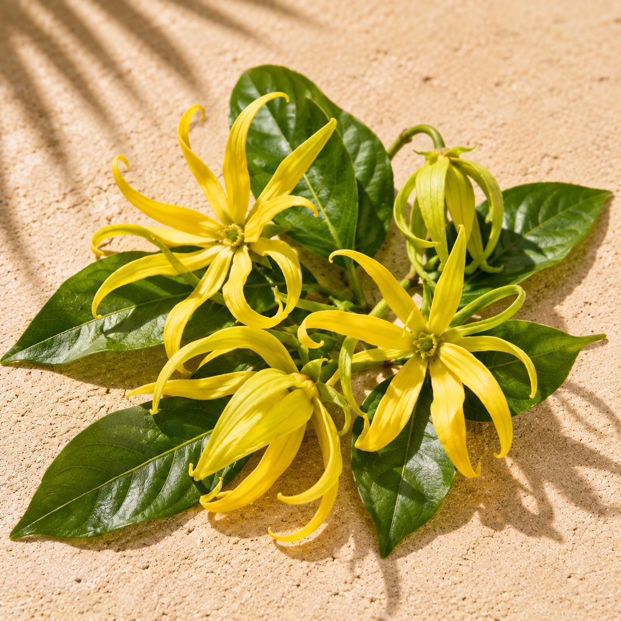 Ylang Ylang Essential Oil